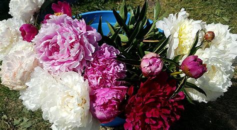 Подготовка пионов к зиме