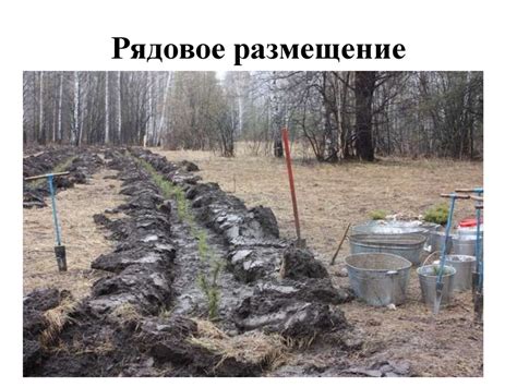 Подготовка почвы: удобрение и предыдущие культуры
