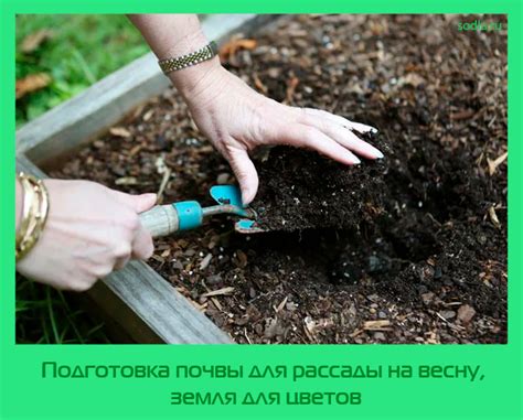 Подготовка почвы для высадки ранункулюса