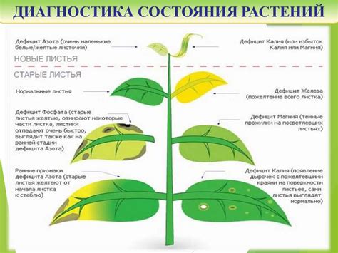 Подготовка почвы для посадки деревьев в сентябре