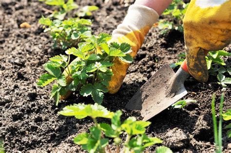 Подготовка почвы для посадки клубники осенью
