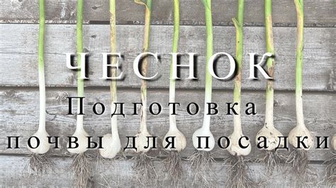 Подготовка почвы для посадки чеснока