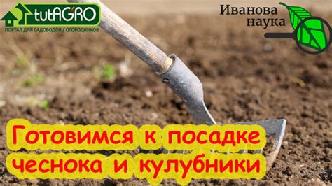Подготовка почвы для чеснока после земляники