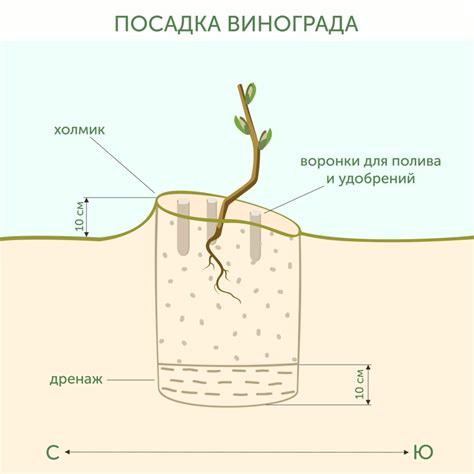 Подготовка почвы и места для посадки