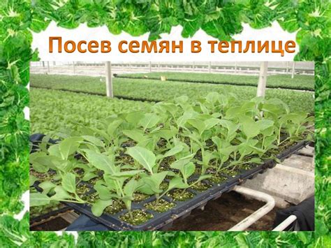 Подготовка почвы и семян для июньской капусты