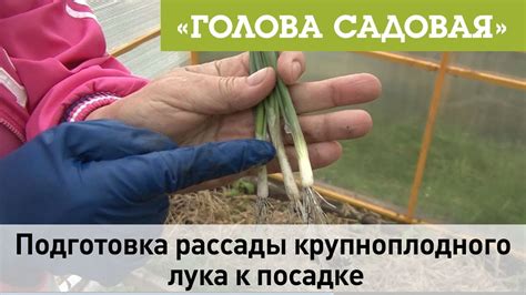 Подготовка рассады лука