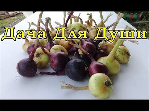 Подготовка редиски к уборке: основные признаки готовности для сбора урожая