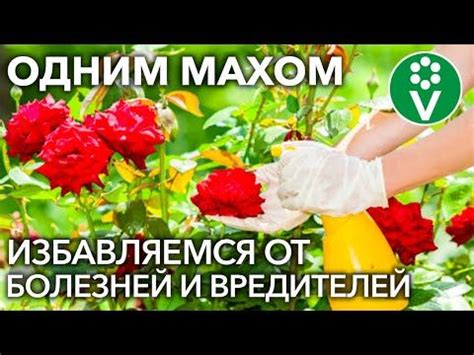 Подготовка роз для обработки