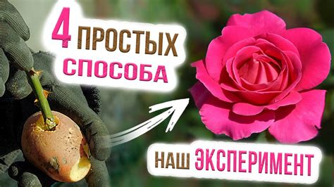 Подготовка роз для черенкования