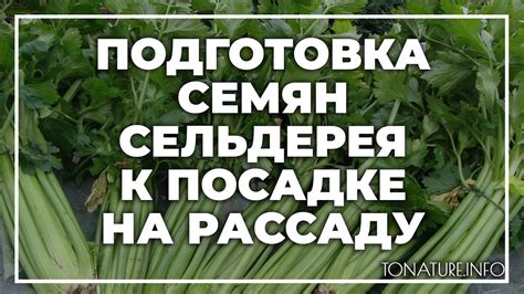 Подготовка сельдерея