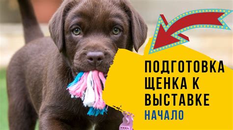 Подготовка щенка к переходу