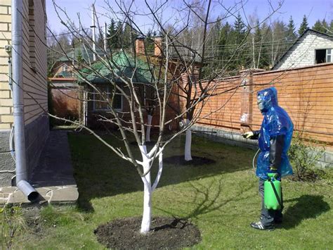 Подготовка яблони к обработке