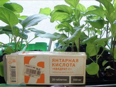 Подготовка янтарной кислоты для полива