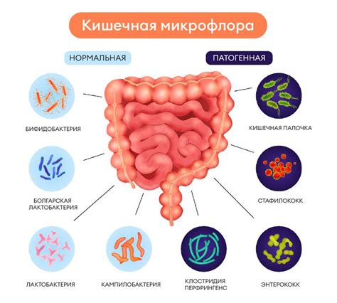 Поддержание здоровой микрофлоры