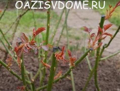 Подкармливание роз весной после зимы