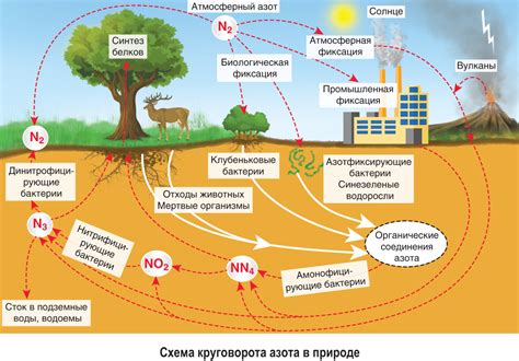 Подкачка азота: как навоз способствует урожайности