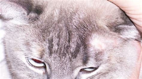 Подкожные клещи у котов: