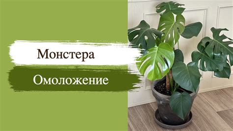 Подкормка монстеры деликатесной: как получить здоровый рост
