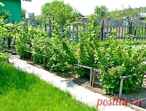 Подкормка смородины для получения высокого урожая