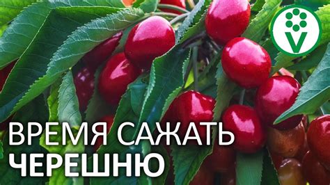 Подходящее время для посадки черешни