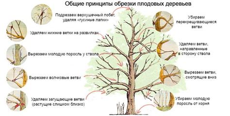 Подходящий момент для обрезки молодых деревьев осенью
