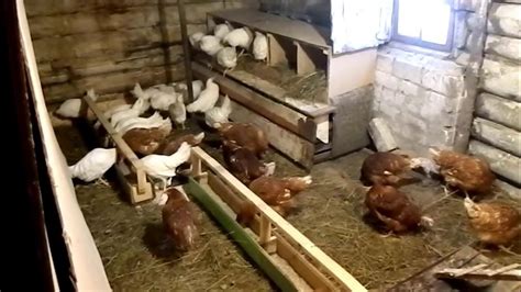 Покупка годовалых кур несушек