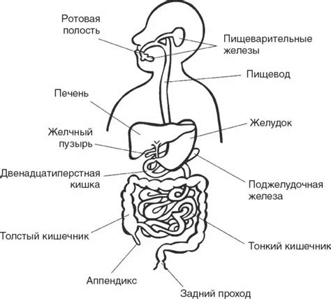 Полезно для пищеварительной системы