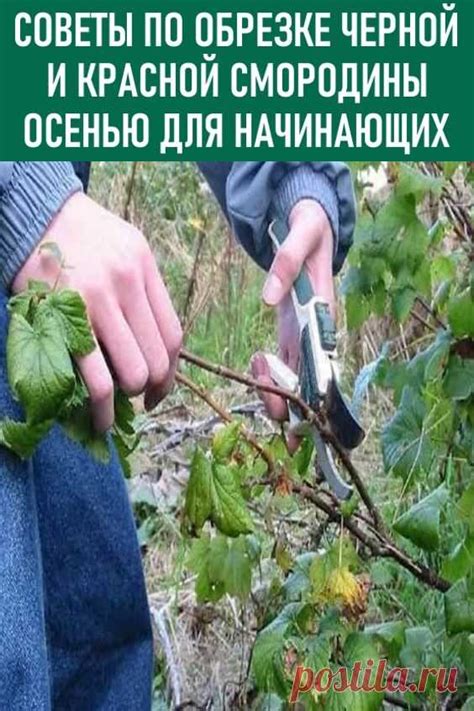 Полезные рекомендации по обрезке смородины и крыжовника осенью