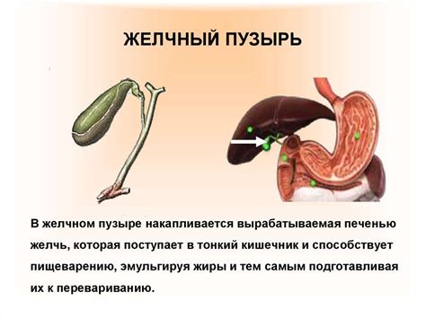 Полезные рецепты с цикорием для пациентов после удаления желчного пузыря