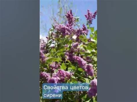 Полезные свойства ветки сирени
