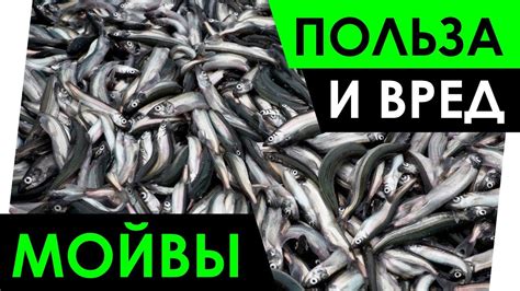 Полезные свойства икры мойвы