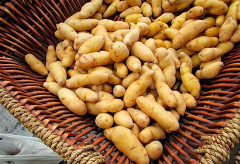 Полезные свойства картофельного крахмала для организма