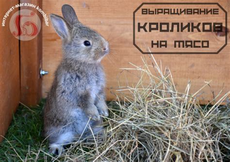Полезные свойства картошки для кроликов