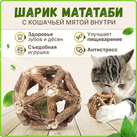 Полезные свойства кошачьей мяты для котов