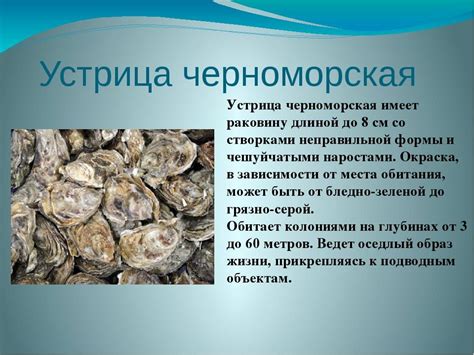 Полезные свойства мидий с водорослями