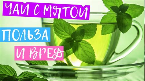 Полезные свойства мяты для кошачьего здоровья