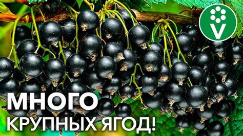 Полезные советы для успешной посадки и ухода за смородиной
