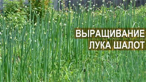 Полезные советы и нюансы выращивания шалота в условиях Сибири