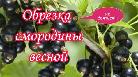 Полезные советы по обрезке старой смородины