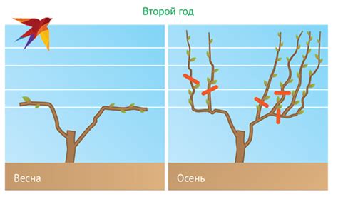 Полезные советы по осенней обрезке деревьев и винограда