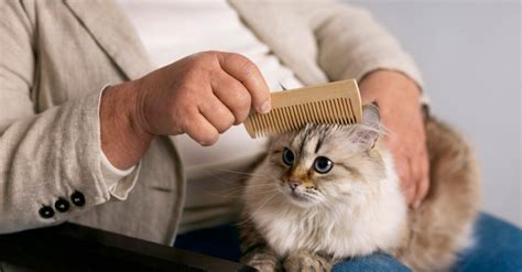 Полезные советы по уходу за котом, чихающим