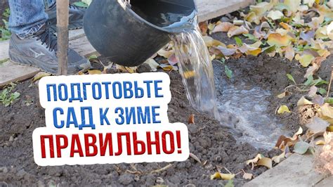 Полив и особенности полива