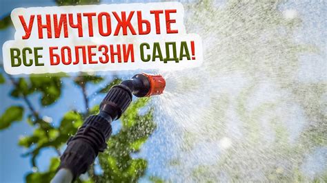 Полив растений железным купоросом: основные аргументы