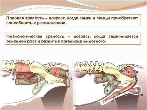 Половой зрелость и готовность к размножению