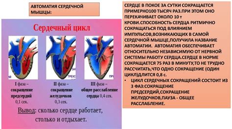 Положительное влияние на сердечно-сосудистую систему
