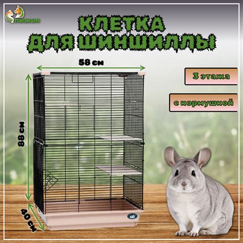 Польза выгула на улице для шиншиллы