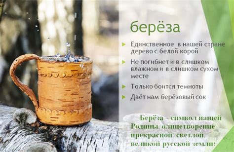 Польза и применение березового сока