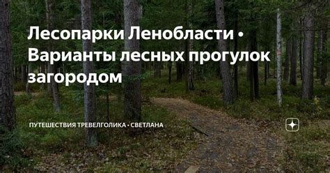 Польза лесных прогулок
