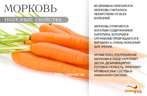Польза моркови в рационе бройлеров