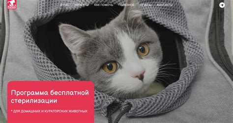 Польза стерилизации для собаки